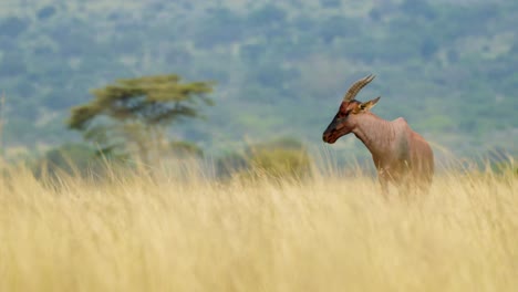 african wildlife safari animal in tall grass of luscious savannah and acacia tree forest in background, maasai mara national reserve, kenya, africa safari animals in masai mara north conservancy