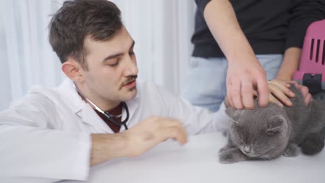 veterinarian man examining the cat, looking at its mouth and ears.