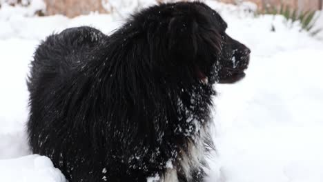 close up of a black dog sitting in white snow