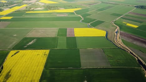 aerial birdseye flight over blooming rapeseed field, flying over yellow canola flowers, idyllic farmer landscape, beautiful nature background, drone shot moving backwards, tilt down