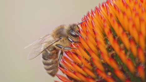 macro shot of a honey bee drinking nectar on coneflower head