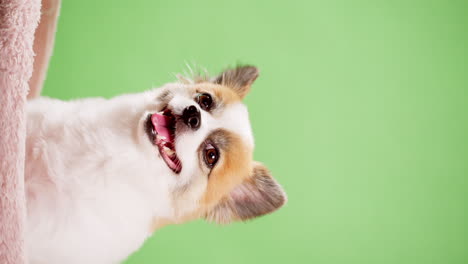 video vertical de un cachorrito feliz en los colores leonado y blanco descansa sobre una alfombra rosa contra el fondo de una pared verde