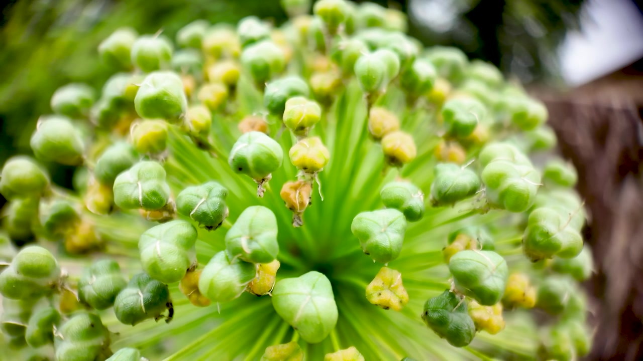 Extreme macro shot of an Allium inflorescence showing its green and yellow developing buds