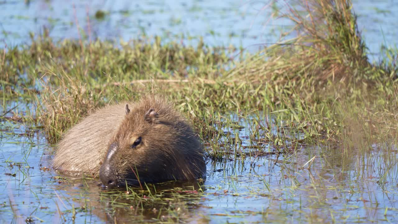 Capybara In The Shallow Water Of Wetland Eating Aquatic Plants. - closeup shot