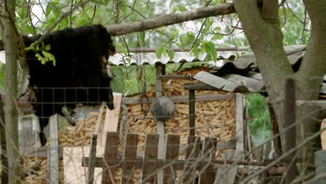 Animal-skin-and-corn-storage-in-countryside-backyard-shed