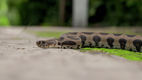 Dangerous-Adult-Russell's-Viper-side-view-eye-level-flicking-its-tongue-sensing-air-highly-venomous