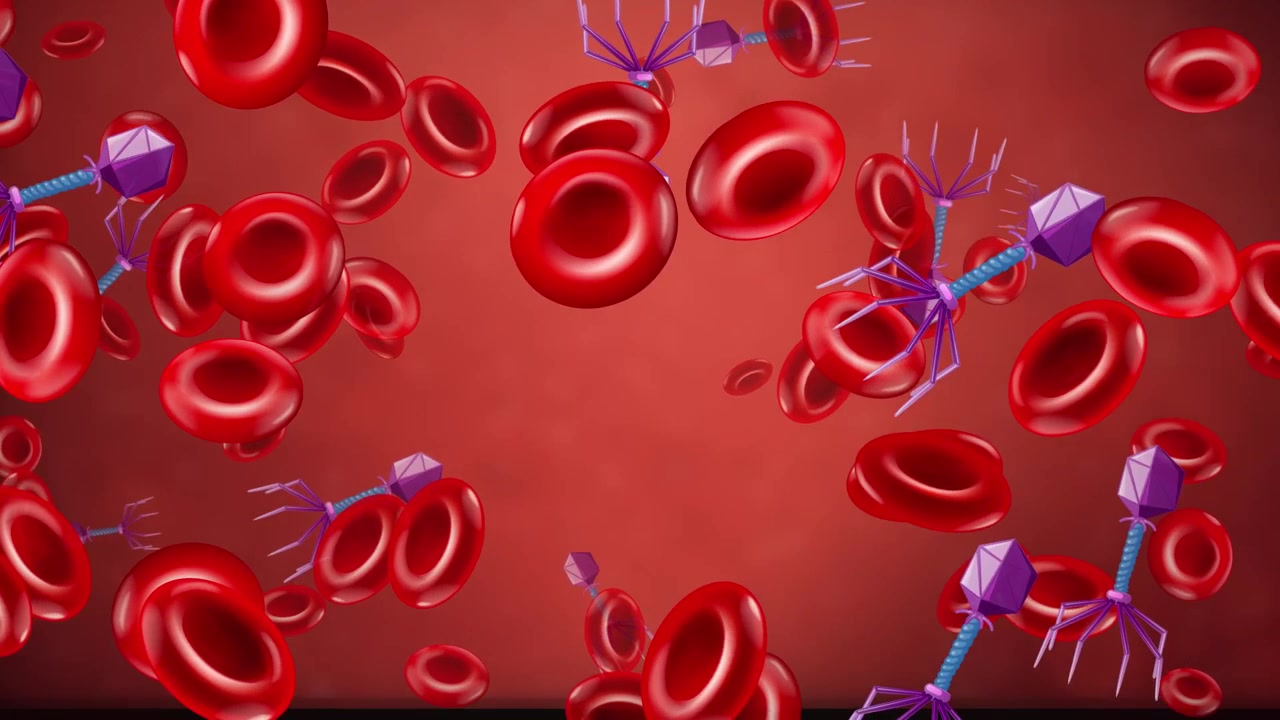 Animazione 3D di globuli rossi e virus batteriofagi che fluttuano in un ambiente fluido rosso