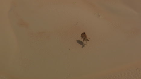 zoom de un solo camello hacia un grupo de camellos en las dunas