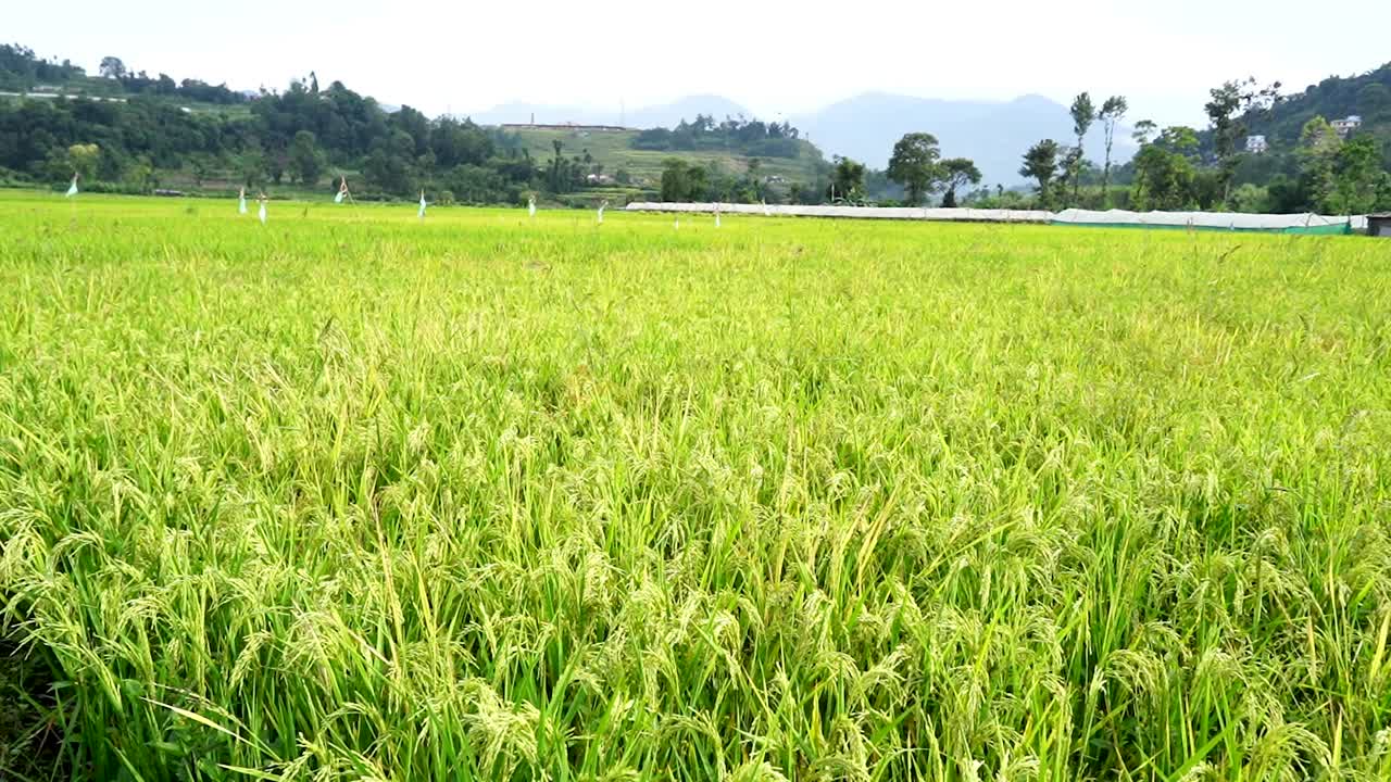 aerial view of paddy farmland in Lalitpur, Nepal.