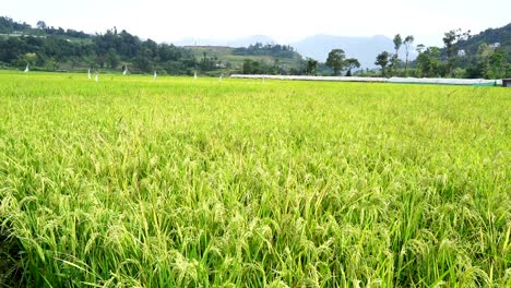 aerial view of paddy farmland in lalitpur, nepal.