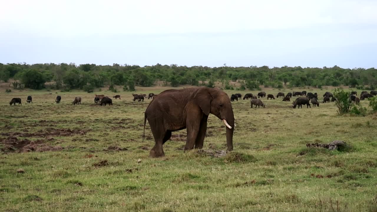 아프리카 사바나 뒤에 버팔로와 토피 영양이 있는 풀을 먹는 단일 아프리카 코끼리의 정적인 모습
