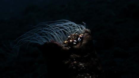 anemone crabs sits partially inside a tube anemone seeking protection from predators