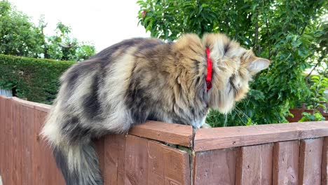 Schöne-Große,-Flauschige-Katze-Mit-Grünen-Augen,-Die-Auf-Einem-Zaun-In-Einem-Garten-Mit-Büschen-Und-Bäumen-Sitzt,-Süßes-Haustier,-4k-Aufnahme