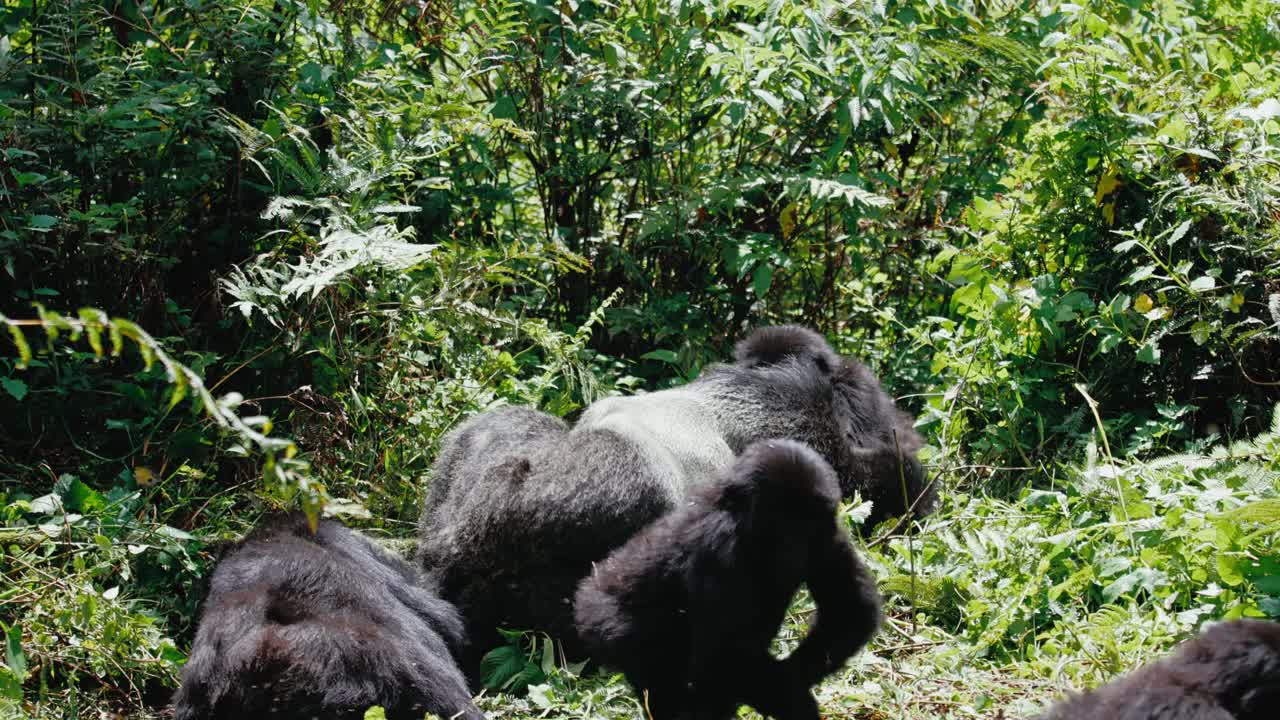 Gorilla di montagna silverback si adagia su un rigoglioso suolo della foresta tra il suo gruppo nella Foresta Impenetrabile di Bwindi, Uganda, Africa
