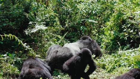el gorila de montaña de espalda plateada se acuesta en el exuberante suelo del bosque entre su tropa en el bosque impenetrable de bwindi, uganda, áfrica.