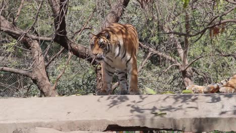 clip of a tiger standing in the zoo of indore, madhya pradesh, india