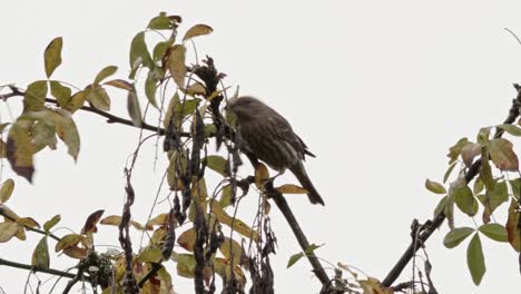 ha llegado el otoño, un pinzón hembra picotea un árbol y salta de una rama a otra