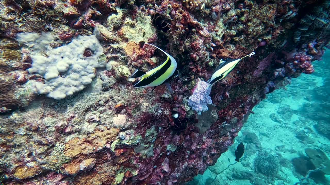 Et par tropiske sort- og gulstribede Heniochus sommerfuglefisk svømmer rundt ved en havvæg