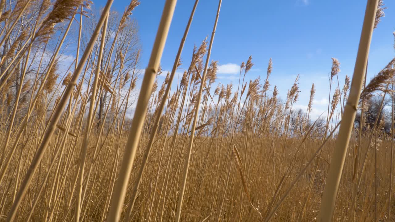Opphøyet opptak av pampasgress med en blå vinterhimmel, fjell og trær i bakgrunnen