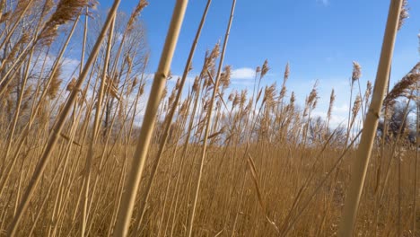 Pedestal-elevated-shot-of-pampas-grass-with-a-blue-sky-winter-mountain-tree-scene-in-the-background