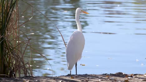 Ein-Silberreiher-Spielt-Mit-Einem-Fisch,-Bevor-Er-Ihn-Isst