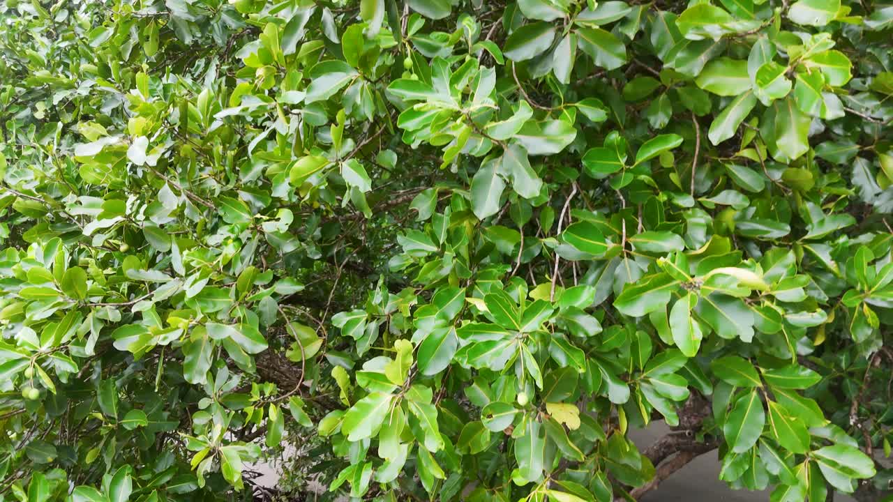 Aerial footage of vibrant green mangrove leaves in a dense tropical forest, captured with smooth upward drone movement