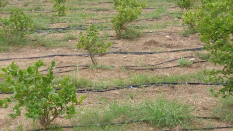 filas de tubos de manguera negros vistos en el suelo para el sistema de riego por goteo en sindh, pakistán