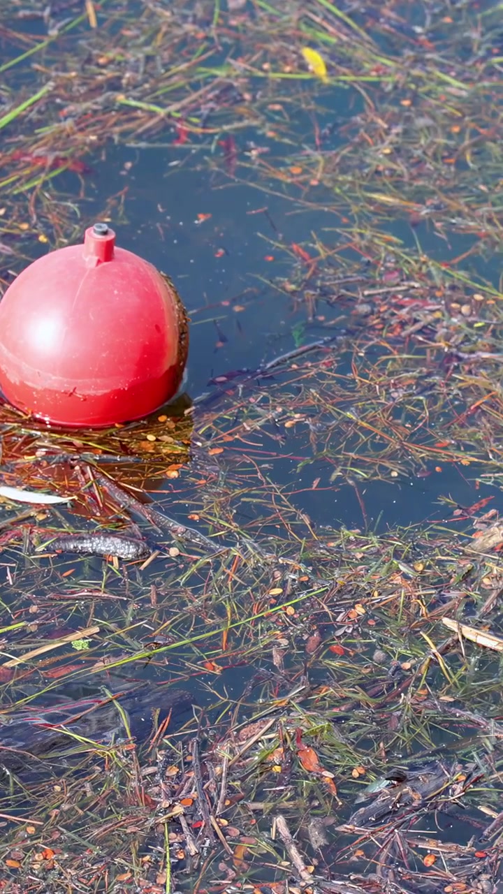 Red buoy slowly drifts among aquatic plants and debris on sunlit freshwater lake surface