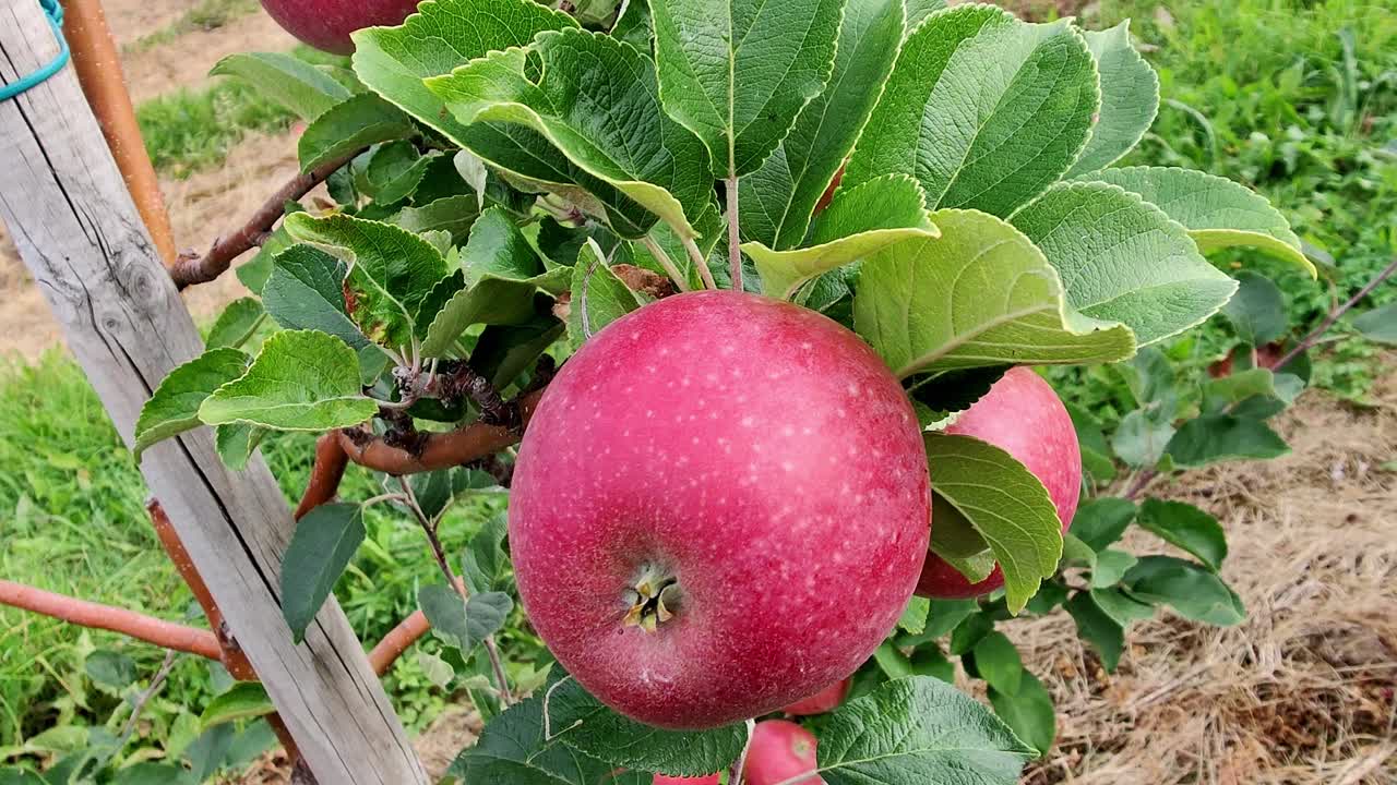 Hardanger norwegian apple fruit quality produce - Handheld closeup