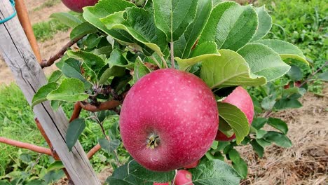 hardanger norwegian apple fruit quality produce - handheld closeup