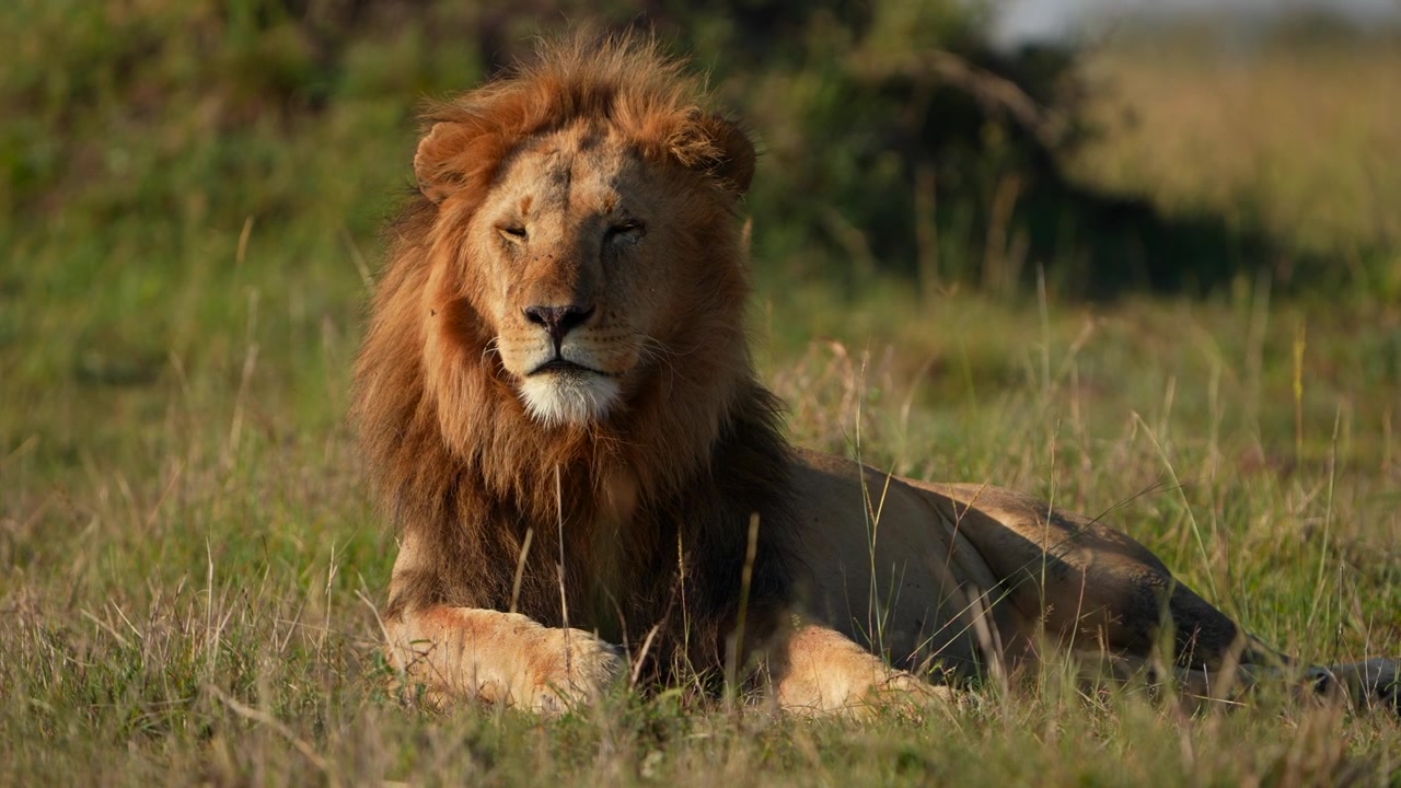 Majestátní lev samec sedící a pozorující okolí v Masai Mara, Keňa
