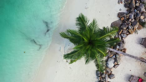 Beautiful-beach-scene-with-palm-trees-bent-over-white-sand-washed-by-turquoise-crystal-water-in-front-of-limestone-cliffs-in-Malaysia