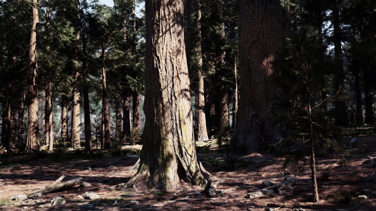 Sunlight streams through a dense forest of tall trees