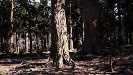 la luz del sol fluye a través de un denso bosque de árboles altos