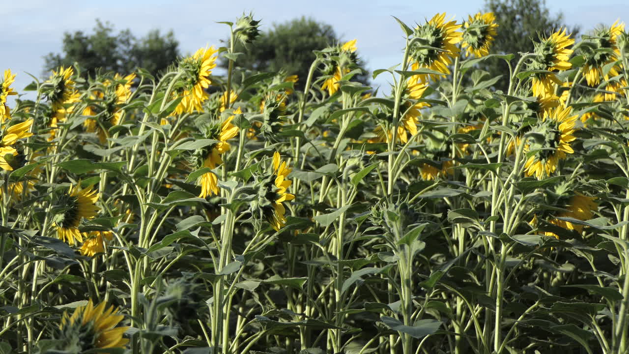 todo el girasol visto desde un lado con insectos polinizadores y árboles borrosos en el fondo