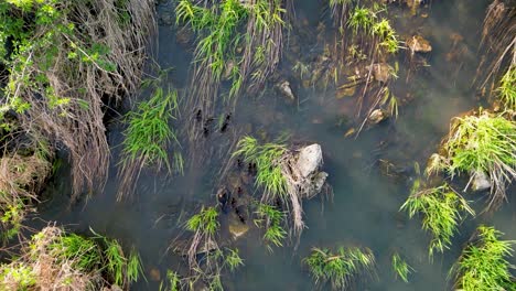 aerial topdown view of common merganser and ducklings swimming in grassy wetland stream