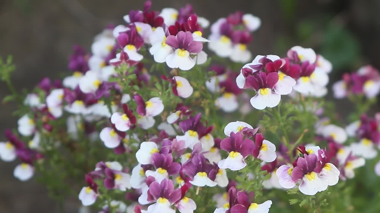 Beautiful pink and white flowers in a plant pot waving in the breeze