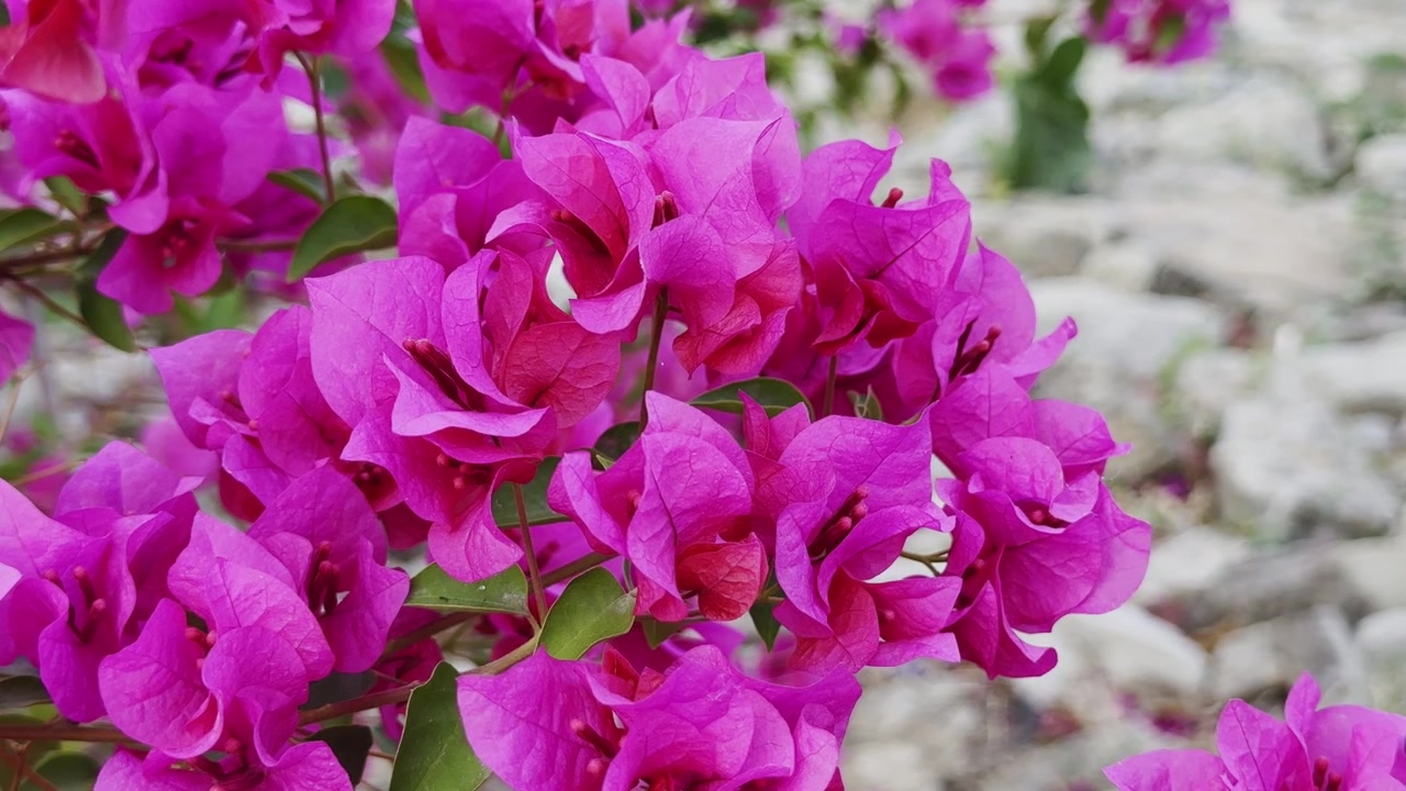 Close-up detalhado de vibrantes flores de buganvília rosa com fundo natural suave, pétalas delicadas, folhas verdes frescas e bela textura floral ao ar livre!