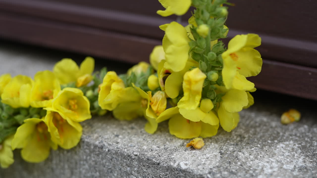 Macro of a bumblebee pollinating yellow wildflowers on a stone ledge in natural light