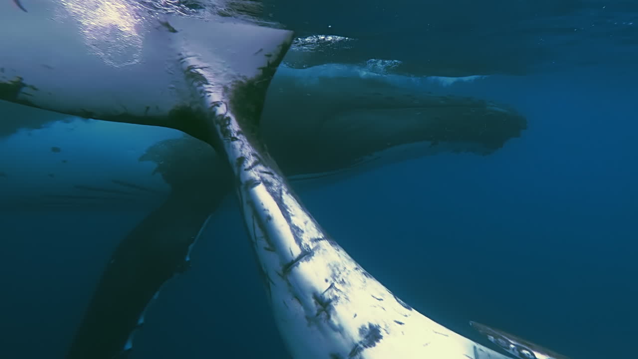 Humpback whale calf playfully swims by mother in waters near French Polynesia