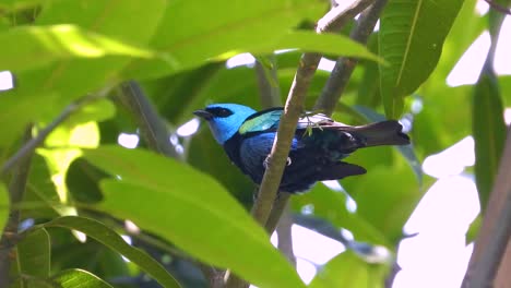 blue-necked tanager exotic bird tropical forest rainforest habitat south america native wildlife