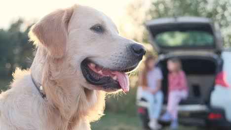 retrato de perro golden retriever al aire libre