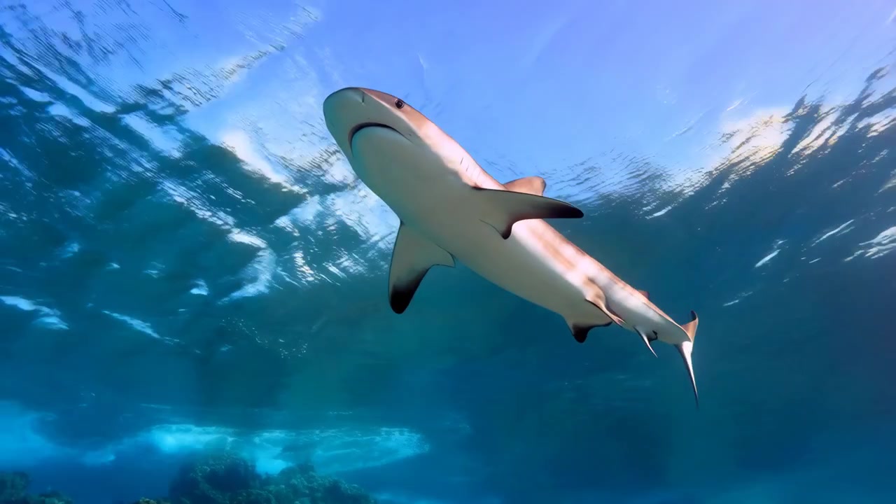 Reef shark gliding upward just below clear tropical surface, head angled toward camera with fins extended, closed mouth, soft sunlight, ripples, and blue water creating calm marine energy