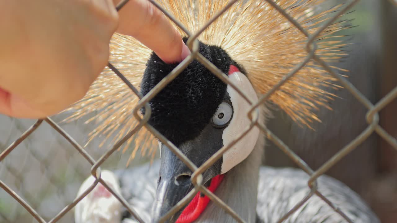 A person gently touching the head of a Grey Crowned Crane in cage