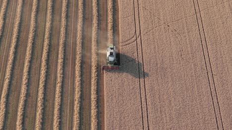aerial video of a combine harvester working through a golden wheat field during harvest. neat, parallel rows of cut wheat and dust trails emphasize the scale and precision of modern agriculture