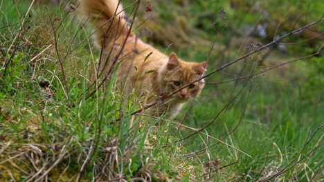 toma en cámara lenta de un gato esponjoso a escondidas en una hierba alta