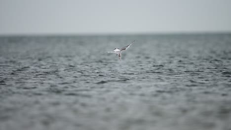 seagull taking flight over the sea during a stormy day