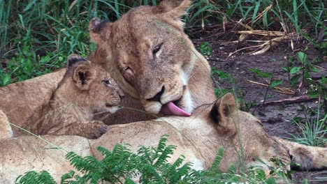 adorable comportamiento de una leona que se limpia e interactúa con sus cachorros en el desierto de áfrica