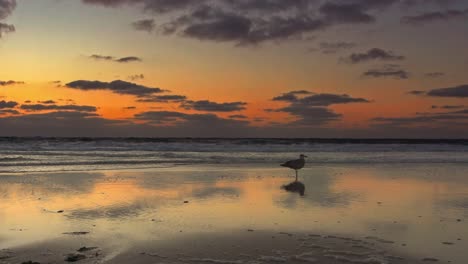 una gaviota salvaje está parada en una puesta de sol naranja en la playa, un acercamiento suave