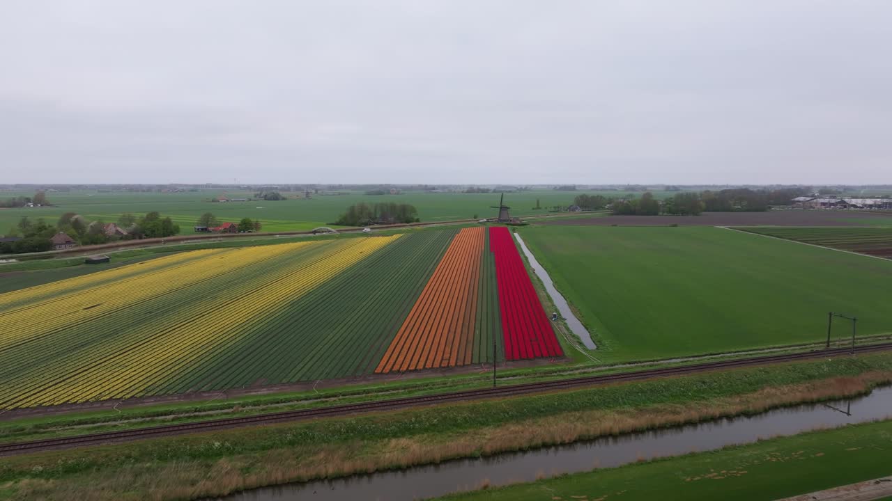 Vista aerea di tulipani in fiore con un mulino storico e binari ferroviari, Paesi Bassi